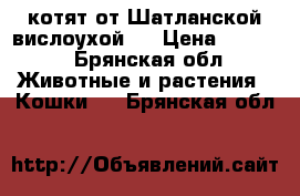  котят от Шатланской вислоухой.  › Цена ­ 3 000 - Брянская обл. Животные и растения » Кошки   . Брянская обл.